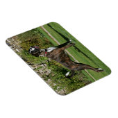 Brindle Boxer Dog Show Stance Magneet (Rechterzijde)