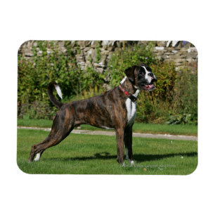 Brindle Boxer Dog Show Stance Magneet
