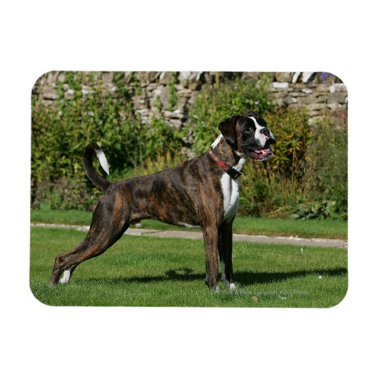 Brindle Boxer Dog Show Stance Magneet (Horizontaal)