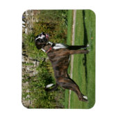 Brindle Boxer Dog Show Stance Magneet (Verticaal)