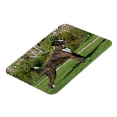 Brindle Boxer Dog Show Stance Magneet (Linkerzijde)
