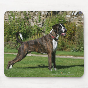 Brindle Boxer Dog Show Stance Muismat