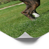 Brindle Boxer Dog Show Stance Poster (Hoek)