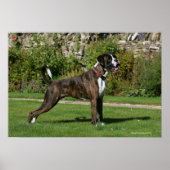 Brindle Boxer Dog Show Stance Poster (Voorkant)