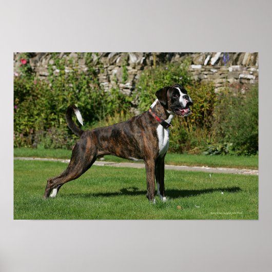 Brindle Boxer Dog Show Stance Poster (Voorkant)
