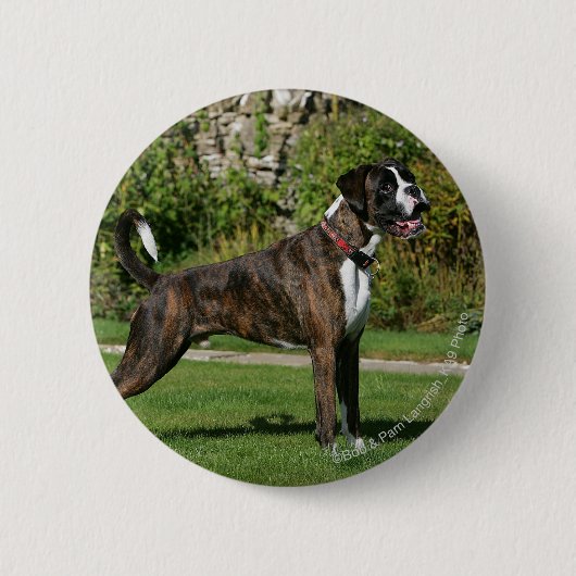 Brindle Boxer Dog Show Stance Ronde Button 5,7 Cm (Voorkant)