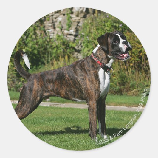 Brindle Boxer Dog Show Stance Ronde Sticker (Voorkant)