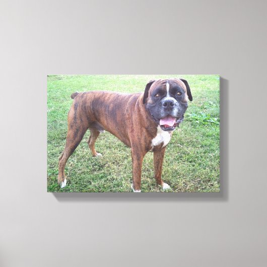 Brindle Boxer Hond Fotobehang Canvas Afdruk (Voorkant)