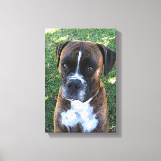 Brindle Boxer Hond Fotobehang Canvas Afdruk (Voorkant)