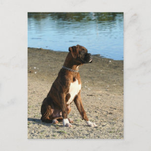 Brindle Boxer Puppy briefkaart