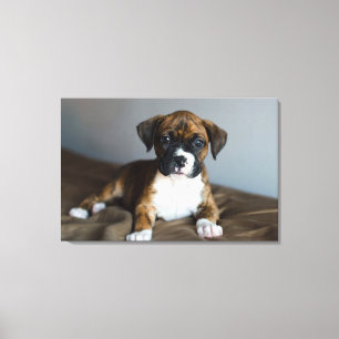 Brindle Boxer Puppy Canvas Afdruk