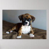 Brindle Boxer Puppy Poster (Voorkant)