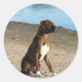 Brindle Boxer Puppy stickers (Voorkant)