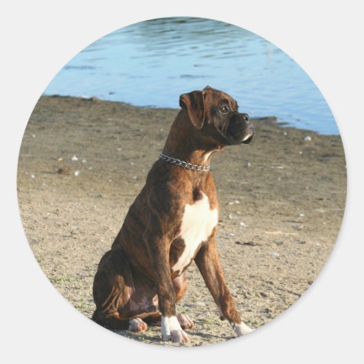 Brindle Boxer Puppy stickers (Voorkant)