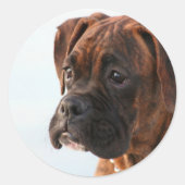 Brindle boxer puppy stickers (Voorkant)