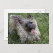 Brindle Cairn Terrier Briefkaart (Voorkant / Achterkant)