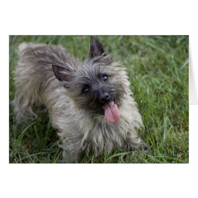 Brindle Cairn Terrier Card (Voorkant Horizontaal)