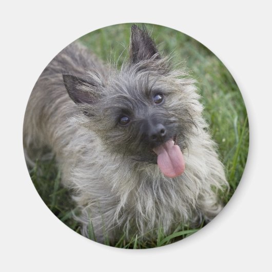 Brindle Cairn Terrier magneet (Voorkant)