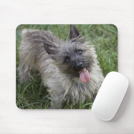 Brindle Cairn Terrier Mousepad Muismat (Met muis)