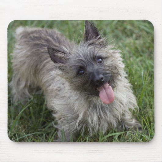 Brindle Cairn Terrier Mousepad Muismat (Voorkant)