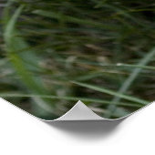 Brindle Cairn Terrier Poster (Hoek)