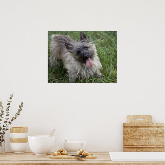 Brindle Cairn Terrier Poster (Keuken)
