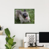 Brindle Cairn Terrier Poster (Thuiskantoor)
