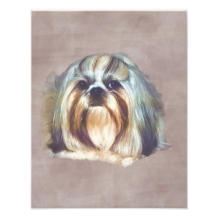 Brindle en White Shih Tzu Dog Foto Afdruk