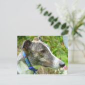 Brindle en witte windhond (a345) briefkaart (Staand voorkant)