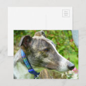 Brindle en witte windhond (a345) briefkaart (Voorkant / Achterkant)