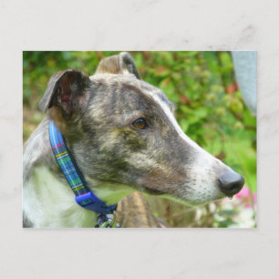 Brindle en witte windhond (a345) briefkaart