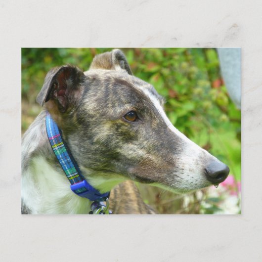 Brindle en witte windhond (a345) briefkaart (Voorkant)