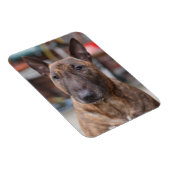 Brindle Engelse Bull Terrier Magnet Magneet (Rechterzijde)
