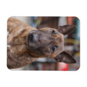 Brindle Engelse Bull Terrier Magnet Magneet (Horizontaal)