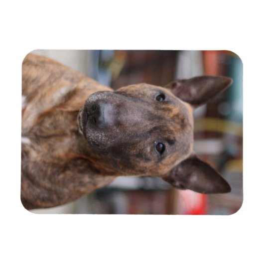 Brindle Engelse Bull Terrier Magnet Magneet (Horizontaal)
