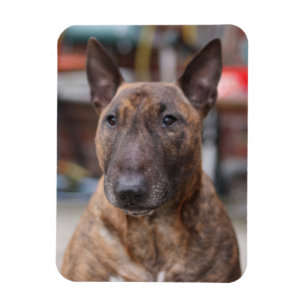 Brindle Engelse Bull Terrier Magnet Magneet