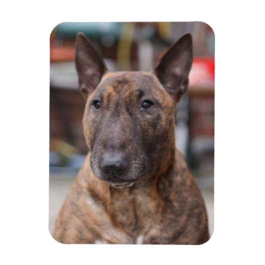 Brindle Engelse Bull Terrier Magnet Magneet (Verticaal)
