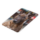 Brindle Engelse Bull Terrier Magnet Magneet (Linkerzijde)