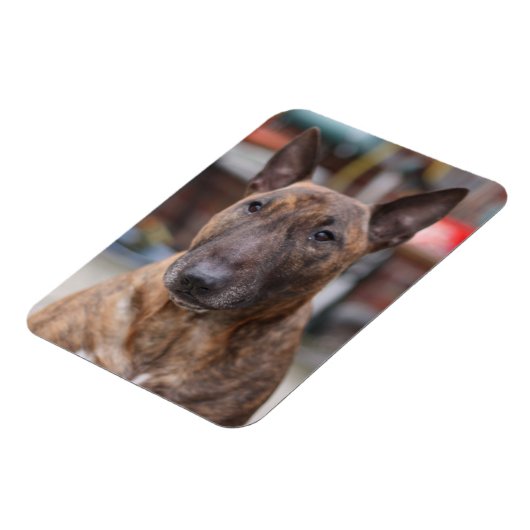 Brindle Engelse Bull Terrier Magnet Magneet (Linkerzijde)