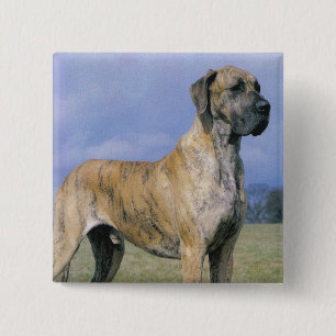 Brindle Great Dane-toets Vierkante Button 5,1 Cm