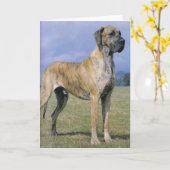 Brindle Great Dane wenskaart Kaart (Gele Bloem)