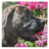 Brindle Mastiff Dog Tegeltje (Voorkant)