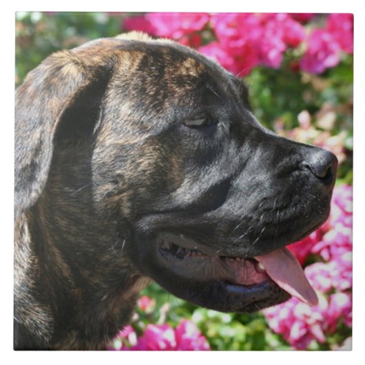 Brindle Mastiff Dog Tegeltje (Voorkant)