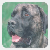 Brindle Mastiff Vierkante Sticker (Voorkant)