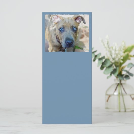 Brindle Pit Bull Puppy van Shirley Taylor (Staand voorkant)