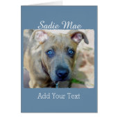 Brindle Pit Bull Puppy van Shirley Taylor (Voorkant)