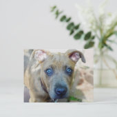 Brindle Pit Bull Puppy van Shirley Taylor Briefkaart (Staand voorkant)