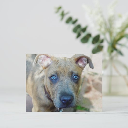 Brindle Pit Bull Puppy van Shirley Taylor Briefkaart (Staand voorkant)