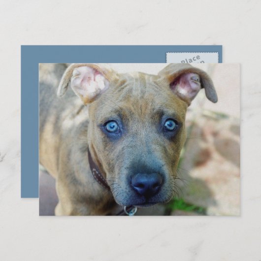 Brindle Pit Bull Puppy van Shirley Taylor Briefkaart (Voorkant / Achterkant)