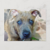 Brindle Pit Bull Puppy van Shirley Taylor Briefkaart (Voorkant)